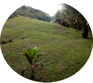 Jardinagem e Paisagismo